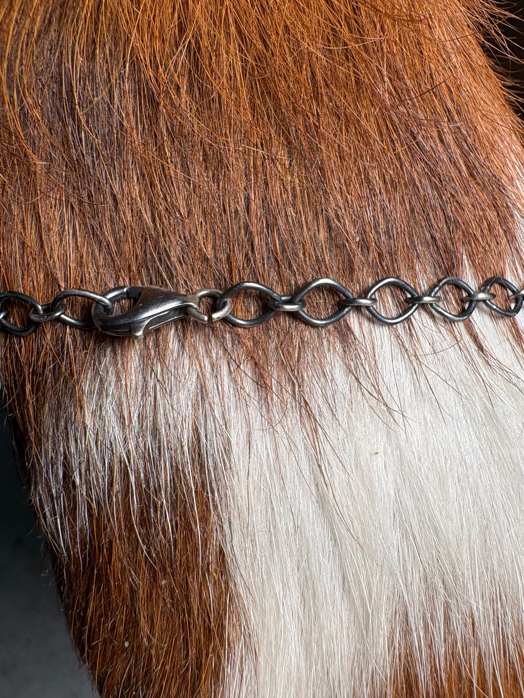 A close-up of a dark metal horse chain with a lobster clasp, worn around the neck of a brown and white horse.